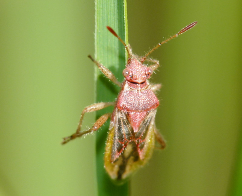 Rhopalidae: Rhopalus lepidus della Toscana (LI)